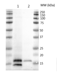 CURT1B | Curvature thylakoid 1B