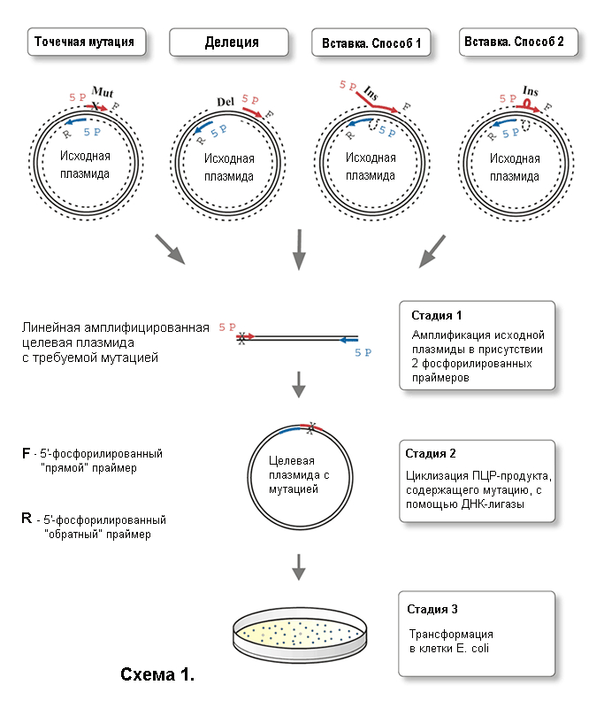 PhusionSite-DirectMutagKit-schema-new.jpg